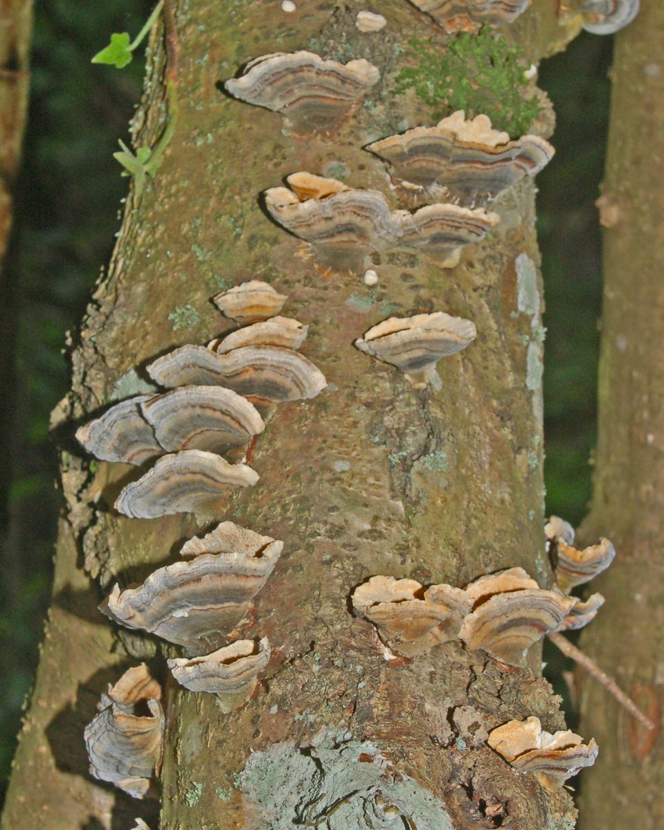 Funghi legnosi